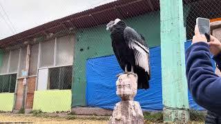 Condor in Peru yesterday