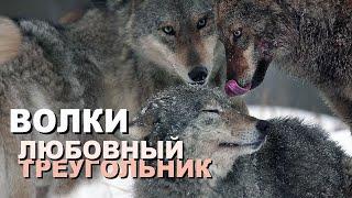 Wolves - Love Triangle in 4K | Film Studio Aves
