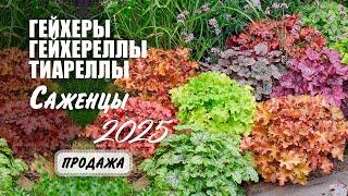Гейхеры продажа Цветочные Мечты youtube