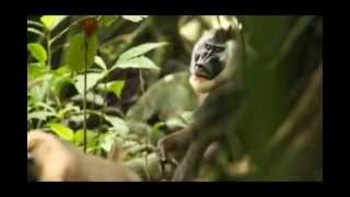 Equatorial Guinea Primate Conservation