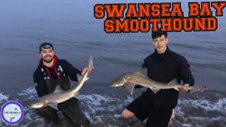 FISHING SWANSEA BAY - SMOOTH-HOUND SHARK UK