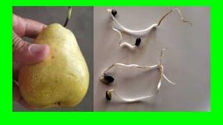 How to Germinate Pear Seeds : Grow Pear Tree From Seed