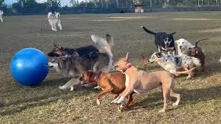 Adam gets the Swiss Ball  out, the doggies have a blast herding it around!!️