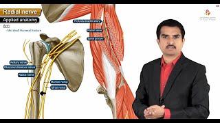 Radial nerve Anatomy USMLE  Origin, Course, innervation, Saturday night palsy, Wartenberg’s syndrome