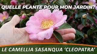 CAMELLIA SASANQUA 'CLEOPATRA' - Quelle plante pour mon jardin?