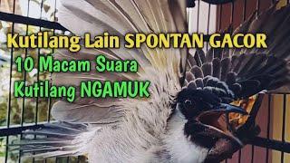 Suara Burung Kutilang Gacor NGGARUDA TARUNG seperti ini sangat Cepat memancing Kutilang LAIN Gacor,