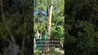 an aborigine throws coconuts from a tall palm tree