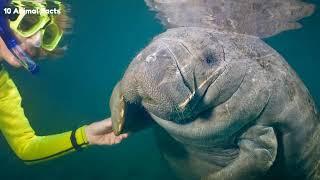 40 crazy facts about Manatee You never know before