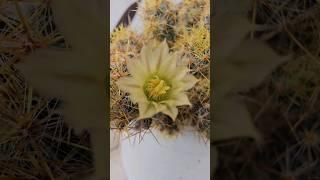 Conocías la mammillaria o erizo hembra #viral #jardines #cactus #suculentas #flores #shorts