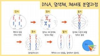 [중3 생식과 유전] 1강. DNA란?￨염색체가 형성되는 이유￨체세포 분열 과정￨