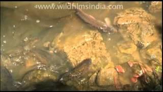 Tibetans feeding fish in a river!