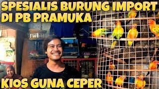 Grebek Harga Burung Import Sun Conur Di Spesialis Burung import Pasar Burung Pramuka