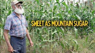 SWEET AS MOUNTAIN SUGAR with BUSTER and JESSIE. FOA Ep.15