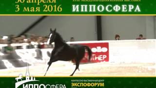 Международная конная выставка ИППОСФЕРА 2016. Проморолик