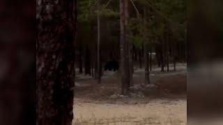 Что произошло. 25.06.24. В Сургутском районе медведь вышел к палаткам, где отдыхали люди