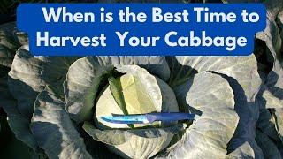 When is the Best Time to Harvest Cabbage