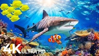 Amazing 4K Ocean Adventure  Dive Deep and Marvel at Sea Animal in The Best 4K ULTRA HD Aquarium #13