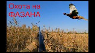 Охота на Фазана с Артуром, Краснодарский край, Ставропольский край#охота #охотаирыбалка #фазан