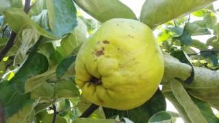 Quince fruit and tree.