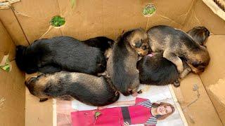Six baby puppies abandoned to die in a cardboard box | Dog Rescue Shelter, Serbia