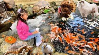 Jalan-jalan ke Amanah Borneo Park Ada Kolam Koi Berasap  Sulkata Besar, Kambing & Ayam Kalkun Besar