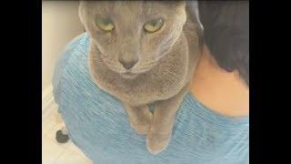 Russian Blue Lena loves her dad more than treats