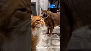 Caracal Pumba Protecting Maine Coon Izjuma : Floppa #shorts