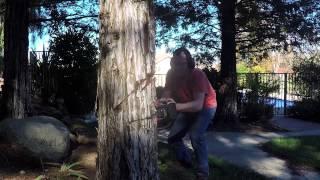 Long version - Felling 60ft Redwood