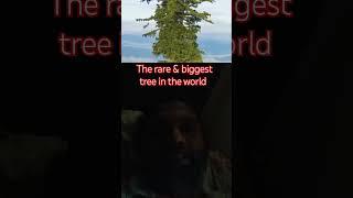 Very rare and biggest trees in the world