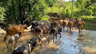 Llevamos a todas estas vacas a los potreros  mira como estaba de grande 