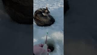 Сын, лучшая компания на рыбалке #рыбалка #зимняяловлярыбы #рыбалка2023