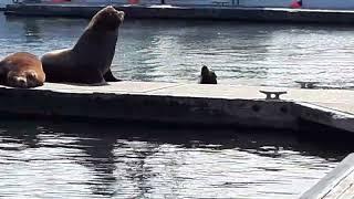 seals arguing