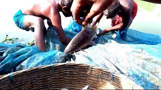 Cast net fishing -Traditional cast net fishing in village with beautiful natural2020 village fishing