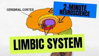 2-Minute Neuroscience: Limbic System