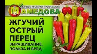 Жгучий ОСТРЫЙ ПЕРЕЦ  Выращивание, польза и вред.