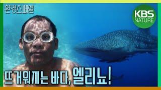 뜨거워지는 바다, 엘리뇨! [다큐인사이트-눈물, 바다 2부 회복] / KBS 20200827 방송