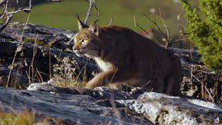 The wild nature of France