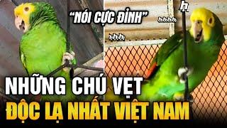 Chú Vẹt tên VÂU bị "TỔN THƯƠNG TÂM HỒN" vì chủ không CHÚ Ý đến mình