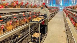 Amazing Poultry Farm - Process of Raising Chickens for Eggs For Business.