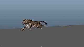 Leopard run cycle 3D animation