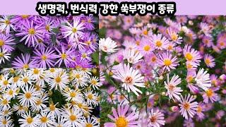 식물 초보자, 똥손 다 모이세요(발로 키우는 쑥부쟁이)