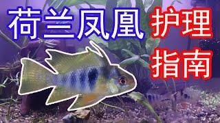 荷兰凤凰护理指南 | 该如何照顾呢？【拉氏小噬土丽鲷】- German Blue Ram