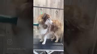 Хаски #клиенты #самалучшаяработа #люблюсвоюработу #линька