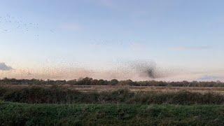 Starling murmurations