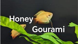 I bought honey gouramis!