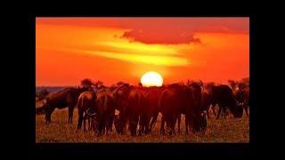 5K African Wildlife Video   Mana Pools National Park   2017 by Robert Hofmeyr