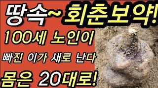 땅속~회춘보약!,생즙으로,먹으면,100세,노인이,빠진~이가,새로 나고,몸은 20대로,강력해,진다                                    둥근마,산우,山芋