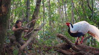 set pheasant traps, make new beds for shelter, survival alone