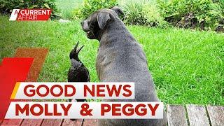 Molly the magpie and Peggy the staffy one step closer to being reunited | A Current Affair