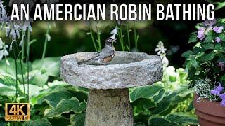 An American Robin Bathing